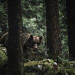 Como manter os ursos longe ao acampar?