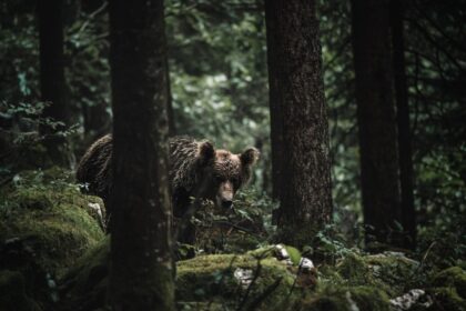 Como manter os ursos longe ao acampar?